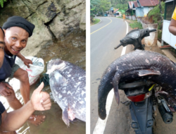 Kronologi Penemuan Ikan Purba Coelacanth di Sulawesi, Panjang 1.2 Meter
