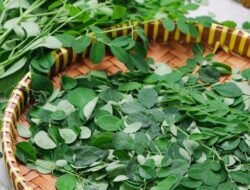 Daun Kelor Bisa Mengobati Penyakit Apa? Berikut 10 Daftarnya…