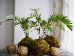 5 Langkah Membuat Kokedama, Mudah Dibuat Sendiri!