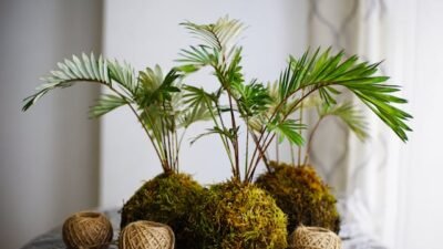 5 Langkah Membuat Kokedama, Mudah Dibuat Sendiri!