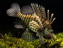 Cara Ikan Lionfish Menyebar dan Membahayakan Ekosistem