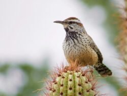 6 Burung Aneh yang Menghuni Kaktus