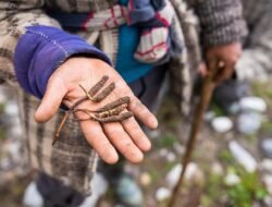 7 Tanaman Obat Langka di Puncak Gunung