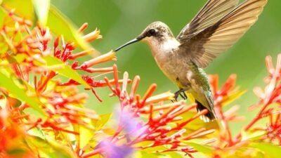 7 Hewan Pemakan Serbuk Sari dengan Nutrisi Tinggi
