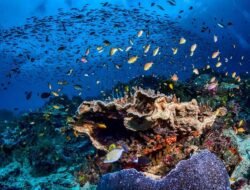 Mengapa Makanan Laut Sering Menyebabkan Keracunan? Ini Penjelasannya