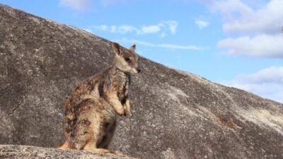 5 Fakta Menarik Mareeba Rock Wallaby, Kadal Pemanjat Hebat dari Queensland